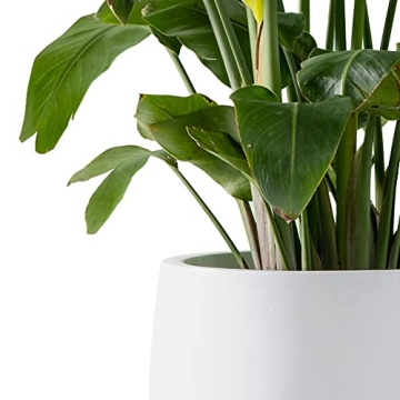 Kante 15.7" Round Concrete Planter for Indoor and Outdoor