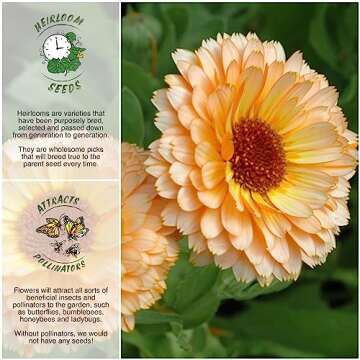 Seed Needs Calendula Flower Seeds - Pink Surprise Mix for Planting