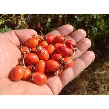 US Organic Rosehip Seed Oil, USDA Certified Organic, Cold Pressed, Virgin Organic, Amber Glass Bottle and Glass Eye Dropper for Easy Application - 2 oz (56 ml)