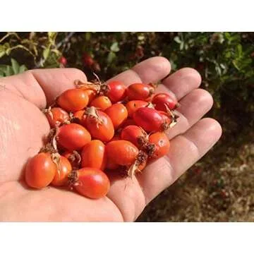 US Organic Rosehip Seed Oil, USDA Certified Organic, Cold Pressed, Virgin Organic, Amber Glass Bottle and Glass Eye Dropper for Easy Application - 2 oz (56 ml)