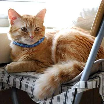 WFRLQ Cat Collar,Personalized Embroidered Nylon Cat ID Collars with Bell - Custom Text with Pet Name and Phone Number … (Cat Collar)