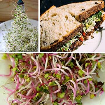 Organic Broccoli Sprout Growing Kit with Stainless Steel Lid