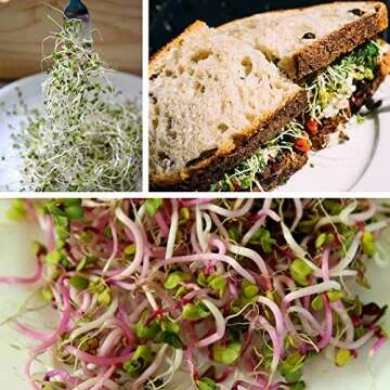 Organic Broccoli Sprout Growing Kit with Stainless Steel Lid