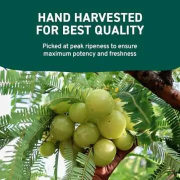 Organic Amla Powder - Natural Superfood for Health Enthusiasts