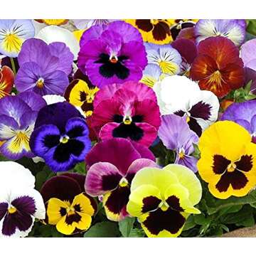 Swiss Giants Mix Pansy Seeds - 1,000+ Non-GMO Heirloom Flower Seeds, Hardy Annual, Great for Flower ...