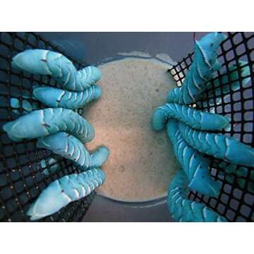 Hornworms aka Goliath Worms- 1/2" to 3/4"- 25/Cup for Reptile, Birds, Chickens, Fish Food by Abdrago...