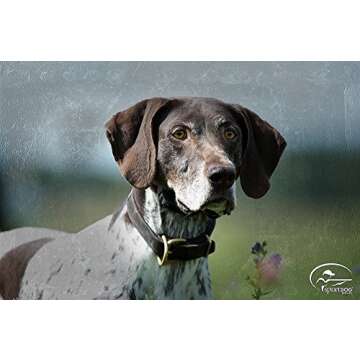 SportDOG Brand SportHunter Family Remote Trainers - Including New X-Series - Waterproof, Rechargeabl...