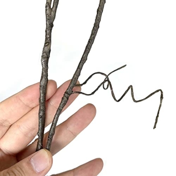 Lifelike Lifelike Dry Curly Willow Branches for Decor