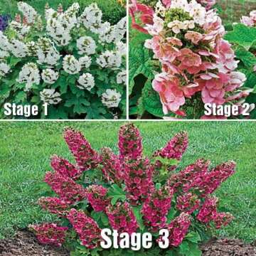 Ruby Slippers Dwarf Oakleaf Hydrangea in 4" Pot