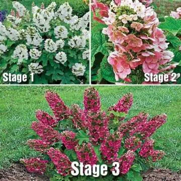 Ruby Slippers Dwarf Oakleaf Hydrangea in 4" Pot
