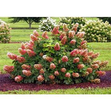 Ruby Slippers Dwarf Oakleaf Hydrangea in 4" Pot