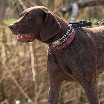 CMIYUYNG Fastener Stainless Steel Buckle for Collar & Quick Release with Easy Buckle for Small Medium Large Dogs (3.0)