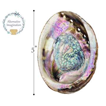 Abalone Shell 5 Inches or Larger - for Incense Holder for Smudging, Home Decor - Holds Incense, Trinkets, and More - Alternative Imagination