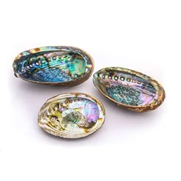 Abalone Shell 5 Inches or Larger - for Incense Holder for Smudging, Home Decor - Holds Incense, Trinkets, and More - Alternative Imagination