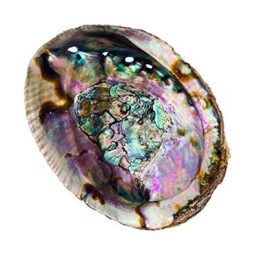 Abalone Shell 5 Inches or Larger - for Incense Holder for Smudging, Home Decor - Holds Incense, Trinkets, and More - Alternative Imagination
