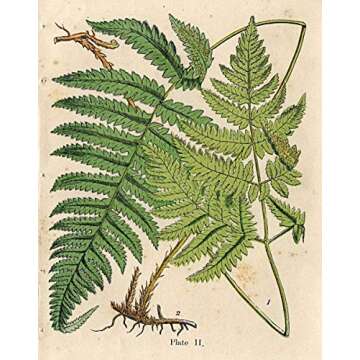 Gango Home Decor Popular Old-Fashioned Plant Botanical Prints; Four 8x10in Poster Prints