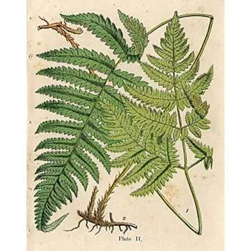 Gango Home Decor Popular Old-Fashioned Plant Botanical Prints; Four 8x10in Poster Prints