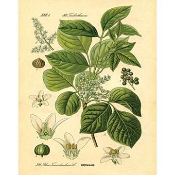 Gango Home Decor Popular Old-Fashioned Plant Botanical Prints; Four 8x10in Poster Prints