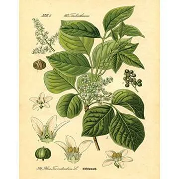 Gango Home Decor Popular Old-Fashioned Plant Botanical Prints; Four 8x10in Poster Prints