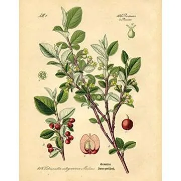 Gango Home Decor Popular Old-Fashioned Plant Botanical Prints; Four 8x10in Poster Prints