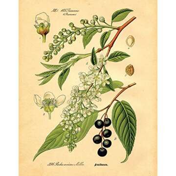 Gango Home Decor Popular Old-Fashioned Plant Botanical Prints; Four 8x10in Poster Prints