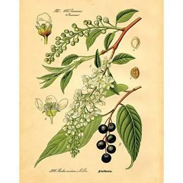 Gango Home Decor Popular Old-Fashioned Plant Botanical Prints; Four 8x10in Poster Prints