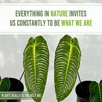 Anthurium Veitchii | Lush Indoor Plant by LEAL | Perfect Housewarming Gift
