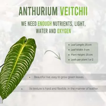 Anthurium Veitchii by Leal Plants Ecuador for Indoor Spaces