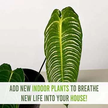 Anthurium Veitchii by Leal Plants Ecuador for Indoor Spaces