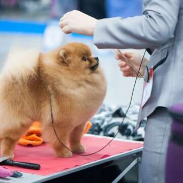 Chris Christensen 000 7.5 in. Greyhound Style Fine/Coarse Colored Butter Comb, Groom Like a Professional, Rounded Corners Prevent Friction and Breakage, Solid Brass with Steel Teeth, Chrome Finish