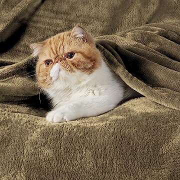 Bedsure Fleece Throw Blanket Camel - 300GSM Blankets for Couch, Sofa, Bed, Soft Lightweight Plush Co...