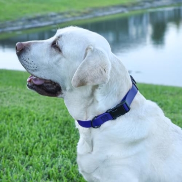 Dogline Waterproof Collar with Quick Release for All Dogs