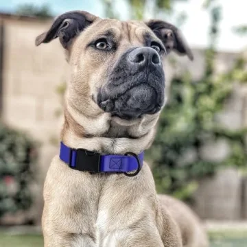 Dogline Waterproof Collar with Quick Release for All Dogs