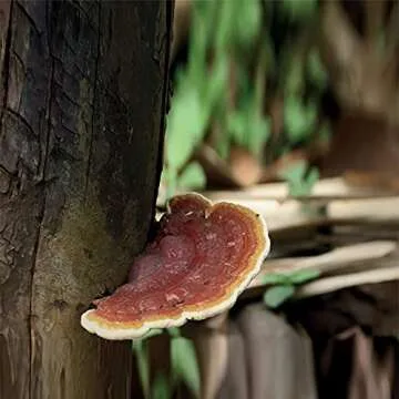 Innisfree 9 Solutions Cream Hydrating Anti-Aging Moisturizer