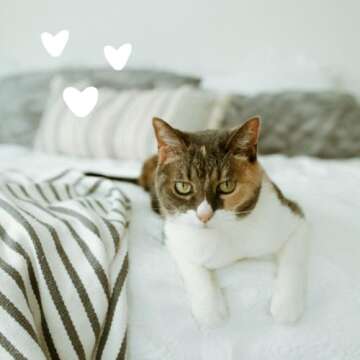 earthbath, All Natural Hypo-Allergenic Cat Grooming Foam - Fragrance Free Cat Shampoo for Allergies and Itching, Cruelty Free, No Water Needed, Rub On & Towel Off, Made in USA, Cat Supplies - 4 Oz