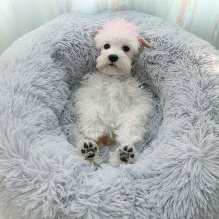 Cozy Plush Round Pet Bed for Cats & Small Dogs