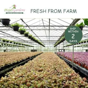 Pixies Gardens Snow Flake Oakleaf Hydrangea - Beautiful Blooms