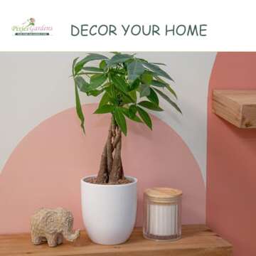 Pixies Gardens Snow Flake Oakleaf Hydrangea - Beautiful Blooms