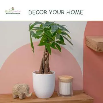 Pixies Gardens Snow Flake Oakleaf Hydrangea - Beautiful Blooms