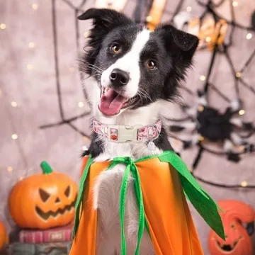 Stylish ARING PET Halloween Dog Collar for All Dogs
