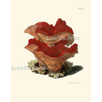 Rec Corals Wall Art Home Decor Set of 9 Prints Beautiful Coastla Marine Beach Sea Ocean Nature Anntique Illustration Decoration Large Poster Sizes Available Unframed LoveThePrint