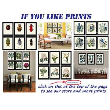 Rec Corals Wall Art Home Decor Set of 9 Prints Beautiful Coastla Marine Beach Sea Ocean Nature Anntique Illustration Decoration Large Poster Sizes Available Unframed LoveThePrint