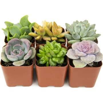 Live Succulents Plants - 6PK Indoor Houseplants