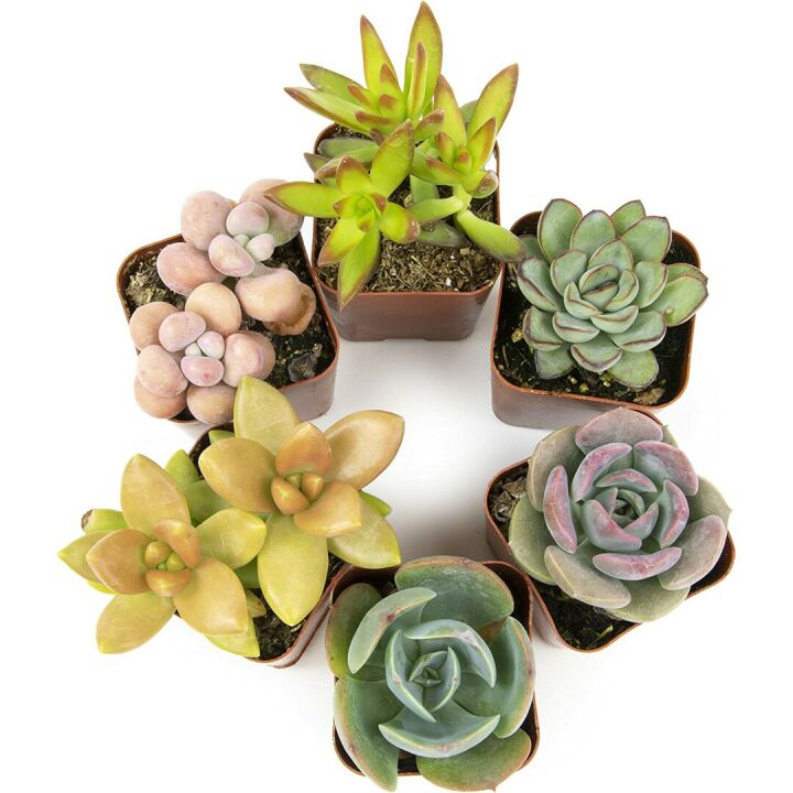 Live Succulents Plants - 6PK Indoor Houseplants