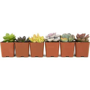 Live Succulents Plants - 6PK Indoor Houseplants