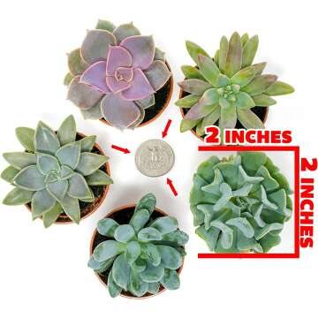Live Succulents Plants - 6PK Indoor Houseplants
