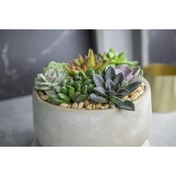 Live Succulents Plants - 6PK Indoor Houseplants