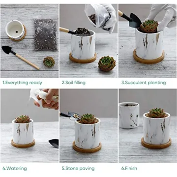 Greenaholics 3 Inch Succulent Plant Pots with Trays