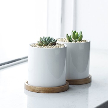 Greenaholics 3 Inch Succulent Plant Pots with Trays