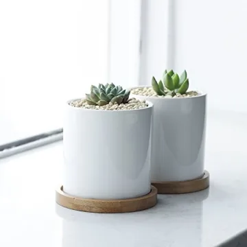 Greenaholics 3 Inch Succulent Plant Pots with Trays